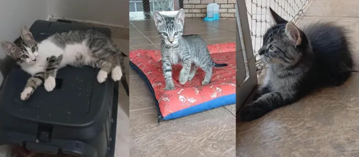 Gato ra a SRD-ViraLata idade 2 a 6 meses nome Gatinho e gatinhas - 2 meses - FIV-FeLV negativos - Vacinas e castração garantida