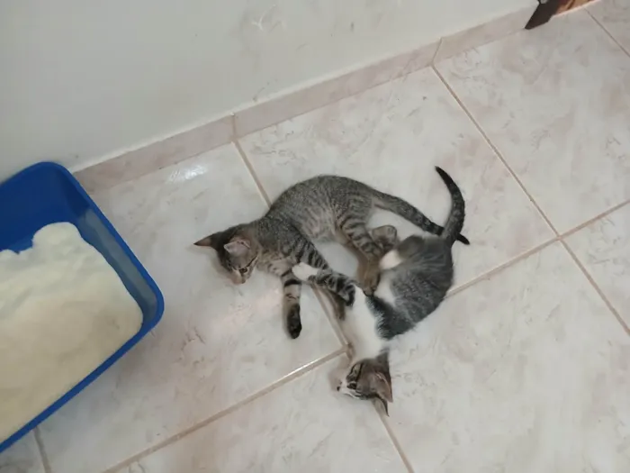 Gato ra a SRD-ViraLata idade 2 a 6 meses nome Gatinho e gatinhas - 2 meses - FIV-FeLV negativos - Vacinas e castração garantida
