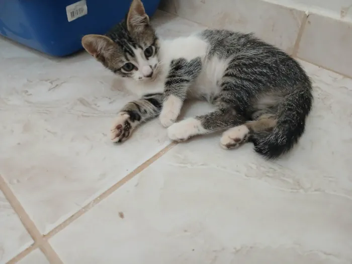 Gato ra a SRD-ViraLata idade 2 a 6 meses nome Gatinho e gatinhas - 2 meses - FIV-FeLV negativos - Vacinas e castração garantida