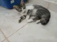 Gatinho e gatinhas - 2 meses - FIV-FeLV negativos - Vacinas e castração garantida