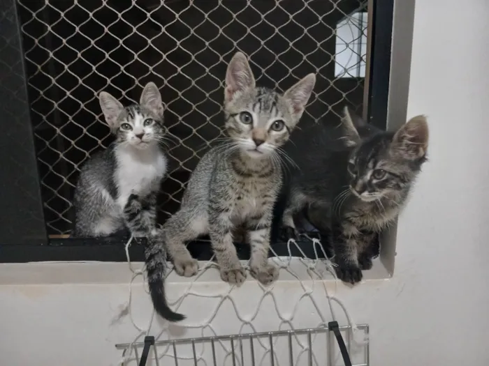 Gato ra a SRD-ViraLata idade 2 a 6 meses nome Gatinho e gatinhas - 2 meses - FIV-FeLV negativos - Vacinas e castração garantida