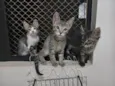 Gatinho e gatinhas - 2 meses - FIV-FeLV negativos - Vacinas e castração garantida