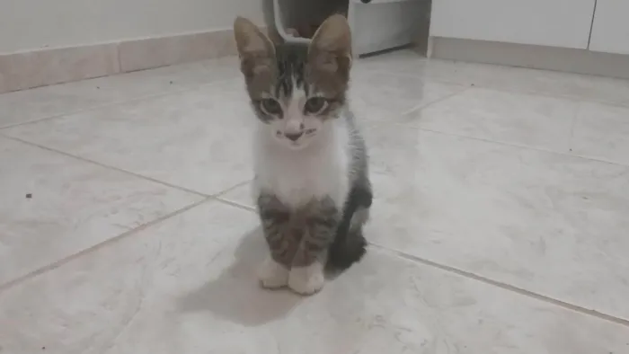 Gato ra a SRD-ViraLata idade 2 a 6 meses nome Gatinho e gatinhas - 2 meses - FIV-FeLV negativos - Vacinas e castração garantida