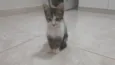 Gatinho e gatinhas - 2 meses - FIV-FeLV negativos - Vacinas e castração garantida