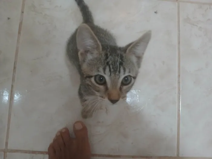 Gato ra a SRD-ViraLata idade 2 a 6 meses nome Gatinho e gatinhas - 2 meses - FIV-FeLV negativos - Vacinas e castração garantida