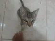 Gatinho e gatinhas - 2 meses - FIV-FeLV negativos - Vacinas e castração garantida