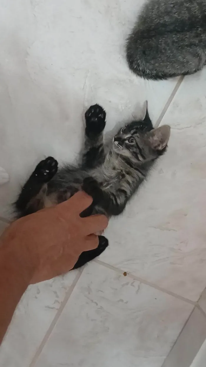 Gato ra a SRD-ViraLata idade 2 a 6 meses nome Gatinho e gatinhas - 2 meses - FIV-FeLV negativos - Vacinas e castração garantida