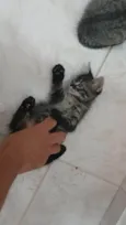 Gatinho e gatinhas - 2 meses - FIV-FeLV negativos - Vacinas e castração garantida