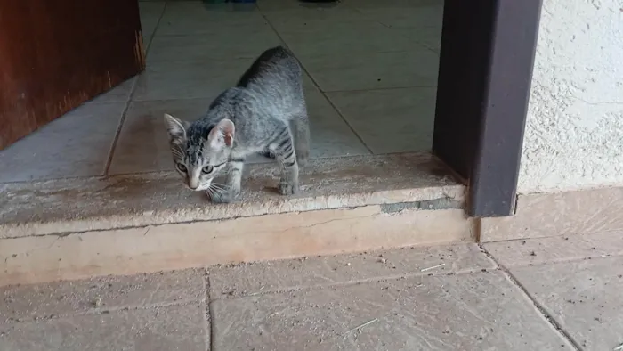 Gato ra a SRD-ViraLata idade 2 a 6 meses nome Gatinho e gatinhas - 2 meses - FIV-FeLV negativos - Vacinas e castração garantida
