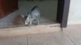 Gatinho e gatinhas - 2 meses - FIV-FeLV negativos - Vacinas e castração garantida