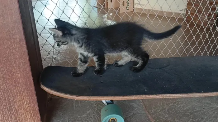 Gato ra a SRD-ViraLata idade 2 a 6 meses nome Gatinho e gatinhas - 2 meses - FIV-FeLV negativos - Vacinas e castração garantida