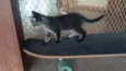 Gatinho e gatinhas - 2 meses - FIV-FeLV negativos - Vacinas e castração garantida