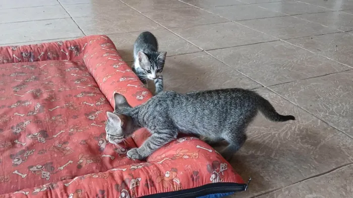 Gato ra a SRD-ViraLata idade 2 a 6 meses nome Gatinho e gatinhas - 2 meses - FIV-FeLV negativos - Vacinas e castração garantida