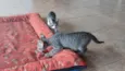 Gatinho e gatinhas - 2 meses - FIV-FeLV negativos - Vacinas e castração garantida