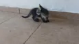 Gatinho e gatinhas - 2 meses - FIV-FeLV negativos - Vacinas e castração garantida