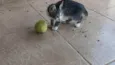 Gatinho e gatinhas - 2 meses - FIV-FeLV negativos - Vacinas e castração garantida