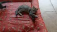 Gatinho e gatinhas - 2 meses - FIV-FeLV negativos - Vacinas e castração garantida