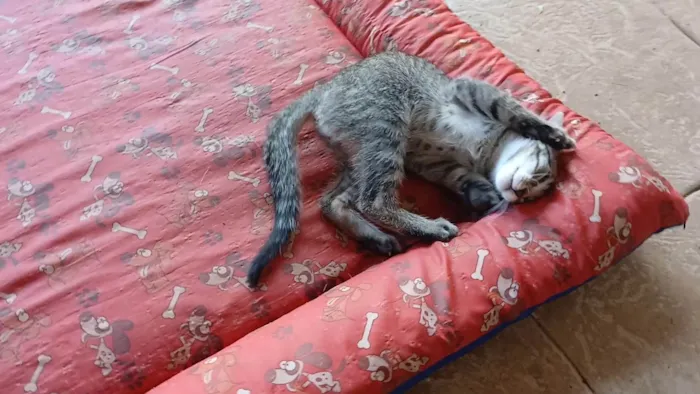 Gato ra a SRD-ViraLata idade 2 a 6 meses nome Gatinho e gatinhas - 2 meses - FIV-FeLV negativos - Vacinas e castração garantida