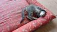 Gatinho e gatinhas - 2 meses - FIV-FeLV negativos - Vacinas e castração garantida