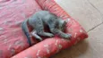 Gatinho e gatinhas - 2 meses - FIV-FeLV negativos - Vacinas e castração garantida