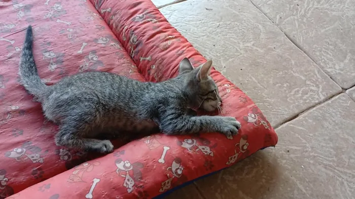 Gato ra a SRD-ViraLata idade 2 a 6 meses nome Gatinho e gatinhas - 2 meses - FIV-FeLV negativos - Vacinas e castração garantida