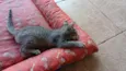 Gatinho e gatinhas - 2 meses - FIV-FeLV negativos - Vacinas e castração garantida