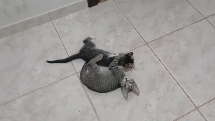 Gato ra a SRD-ViraLata idade 2 a 6 meses nome Gatinho e gatinhas - 2 meses - FIV-FeLV negativos - Vacinas e castração garantida