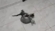 Gatinho e gatinhas - 2 meses - FIV-FeLV negativos - Vacinas e castração garantida