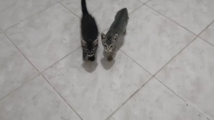 Gato ra a SRD-ViraLata idade 2 a 6 meses nome Gatinho e gatinhas - 2 meses - FIV-FeLV negativos - Vacinas e castração garantida