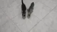 Gatinho e gatinhas - 2 meses - FIV-FeLV negativos - Vacinas e castração garantida