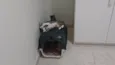 Gatinho e gatinhas - 2 meses - FIV-FeLV negativos - Vacinas e castração garantida