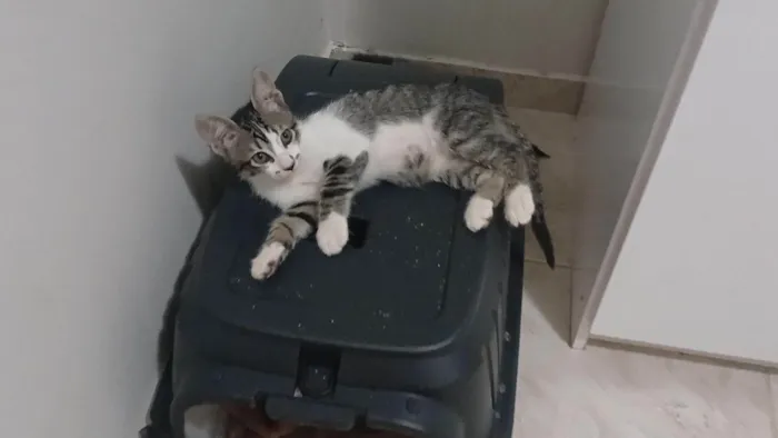 Gato ra a SRD-ViraLata idade 2 a 6 meses nome Gatinho e gatinhas - 2 meses - FIV-FeLV negativos - Vacinas e castração garantida
