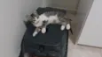 Gatinho e gatinhas - 2 meses - FIV-FeLV negativos - Vacinas e castração garantida