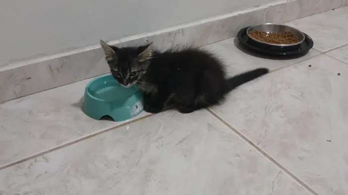 Gato ra a SRD-ViraLata idade 2 a 6 meses nome Gatinho e gatinhas - 2 meses - FIV-FeLV negativos - Vacinas e castração garantida