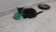 Gatinho e gatinhas - 2 meses - FIV-FeLV negativos - Vacinas e castração garantida