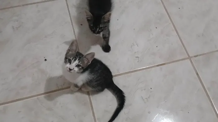Gato ra a SRD-ViraLata idade 2 a 6 meses nome Gatinho e gatinhas - 2 meses - FIV-FeLV negativos - Vacinas e castração garantida