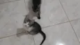 Gatinho e gatinhas - 2 meses - FIV-FeLV negativos - Vacinas e castração garantida