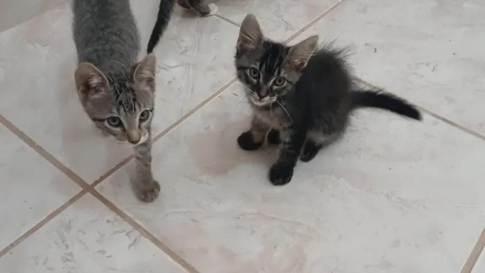 Gato ra a SRD-ViraLata idade 2 a 6 meses nome Gatinho e gatinhas - 2 meses - FIV-FeLV negativos - Vacinas e castração garantida