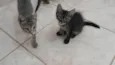 Gatinho e gatinhas - 2 meses - FIV-FeLV negativos - Vacinas e castração garantida