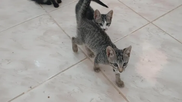 Gato ra a SRD-ViraLata idade 2 a 6 meses nome Gatinho e gatinhas - 2 meses - FIV-FeLV negativos - Vacinas e castração garantida