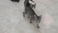 Gatinho e gatinhas - 2 meses - FIV-FeLV negativos - Vacinas e castração garantida