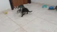 Gatinho e gatinhas - 2 meses - FIV-FeLV negativos - Vacinas e castração garantida