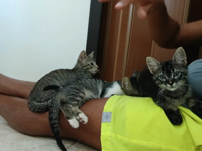Gato ra a SRD-ViraLata idade 2 a 6 meses nome Gatinho e gatinhas - 2 meses - FIV-FeLV negativos - Vacinas e castração garantida