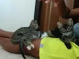 Gatinho e gatinhas - 2 meses - FIV-FeLV negativos - Vacinas e castração garantida