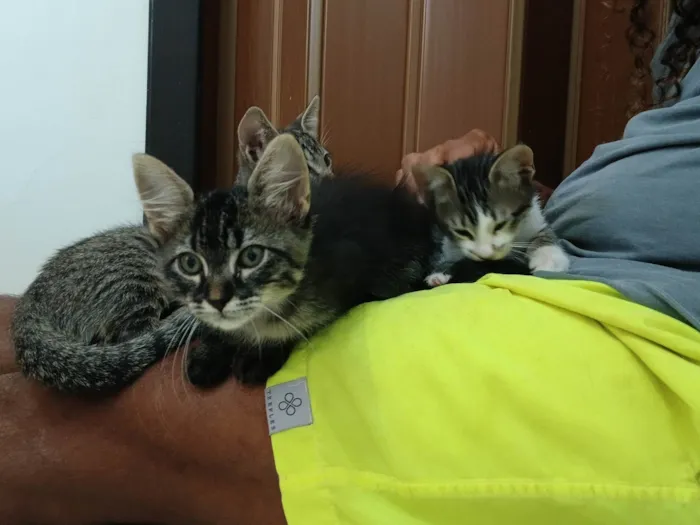 Gato ra a SRD-ViraLata idade 2 a 6 meses nome Gatinho e gatinhas - 2 meses - FIV-FeLV negativos - Vacinas e castração garantida