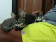 Gatinho e gatinhas - 2 meses - FIV-FeLV negativos - Vacinas e castração garantida