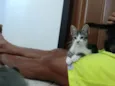 Gatinho e gatinhas - 2 meses - FIV-FeLV negativos - Vacinas e castração garantida