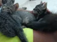 Gatinho e gatinhas - 2 meses - FIV-FeLV negativos - Vacinas e castração garantida