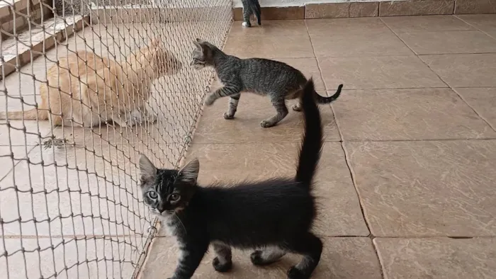 Gato ra a SRD-ViraLata idade 2 a 6 meses nome Gatinho e gatinhas - 2 meses - FIV-FeLV negativos - Vacinas e castração garantida