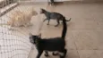 Gatinho e gatinhas - 2 meses - FIV-FeLV negativos - Vacinas e castração garantida